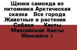 Щенки самоеда из питомника Арктическая сказка - Все города Животные и растения » Собаки   . Ханты-Мансийский,Ханты-Мансийск г.